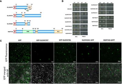 Exploring the potential role of four Rhizophagus irregularis nuclear effectors: opportunities and technical limitations